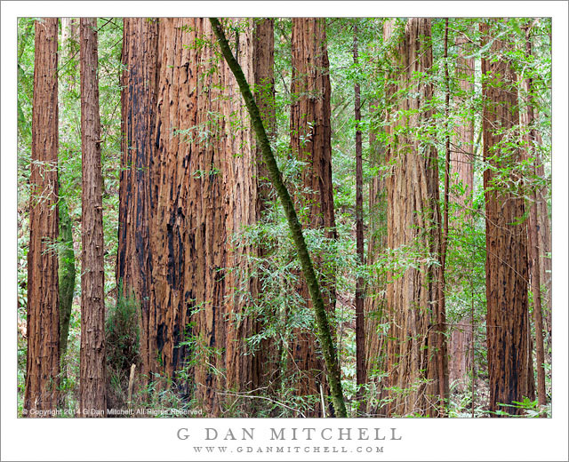 RedwoodForestTreesMuirWoods20140314