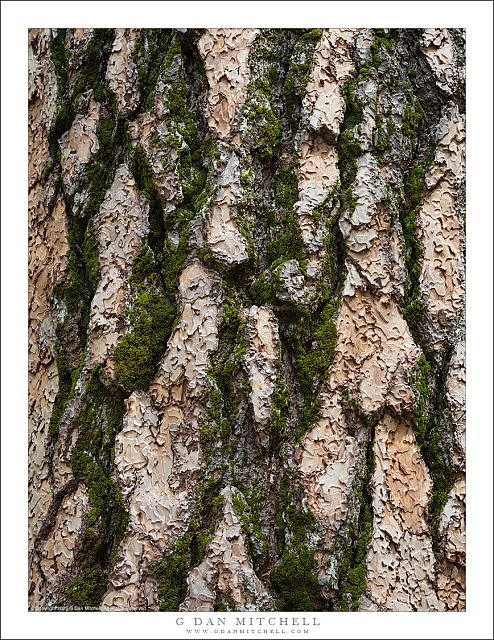 Conifer Bark and Moss