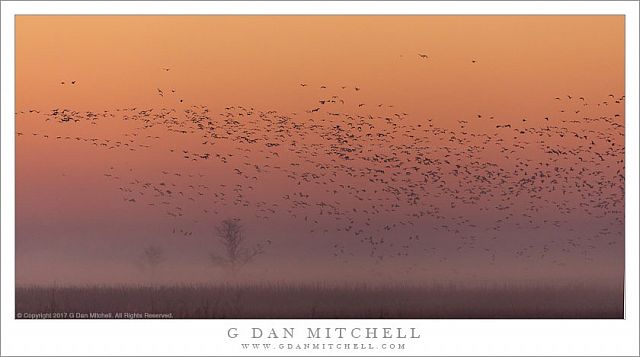 Geese, Fog, Dawn