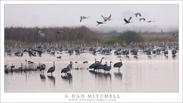 Morning Cranes, Pond