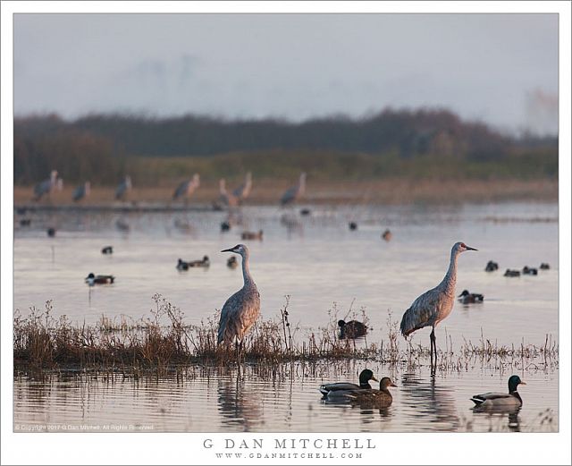 Two Cranes, Morning, Marsh