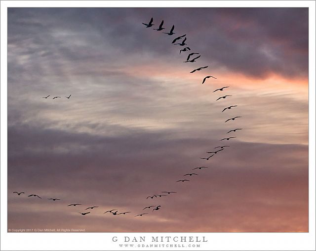 White Pelicans, Evening Sky