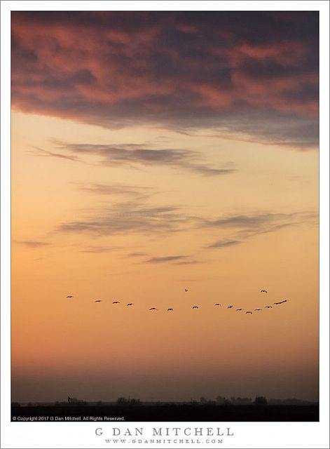 White Pelicans, Winter Sky