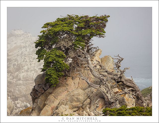 Monterey Cypress, Fog