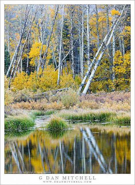 Leaning Aspen Trees, Reflections, Autumn