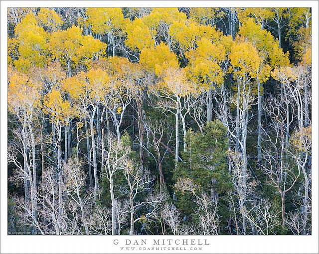 Autumn Aspens, Great Basin