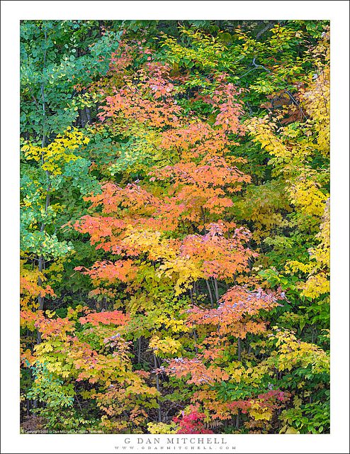Autumn Trees, New Hampshire