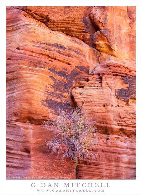 Sculpted Canyon Rock, Plant
