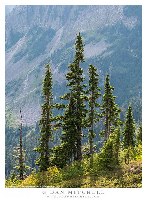 Back-Lit Trees, North Cascades