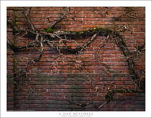 Brick Wall And Tree, Night