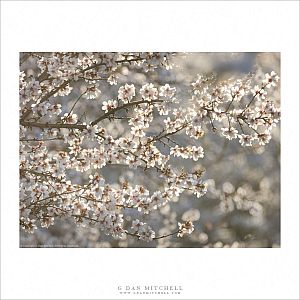 Blossoms, Almond Orchard