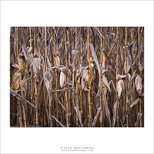 Winter Corn Stalks