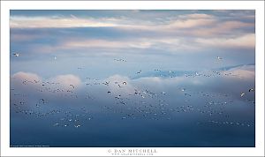 Cloudscape With Birds