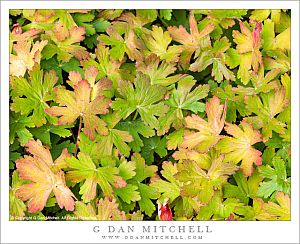 Green and Red Leaves