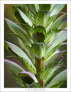 Acanthus Leaves and Stem