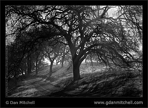 FogTreesBW2007 01 07