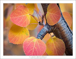 Aspen Leaves and Branches