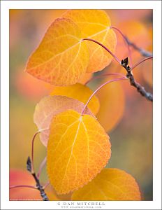 Aspen Leaves, Autumn Color
