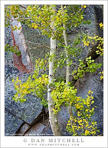 Aspen Trees, Rock Face With Lichen