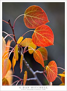 Red and Orange Aspen Leaves