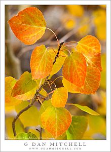 Colorful Aspen Leaves