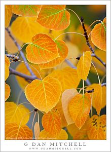 Aspen Leaves in Transition - Near Conway Summit