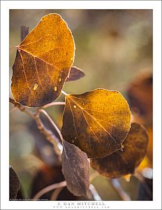 Brown Aspen Leaves