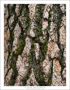 Conifer Bark and Moss