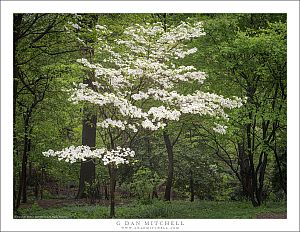 Dogwood Blossoms, Central Park
