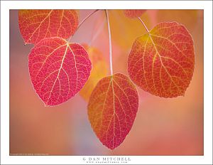 Autumn Aspen Leaves Cluster