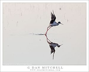 Black-necked Stilt Taking Flight