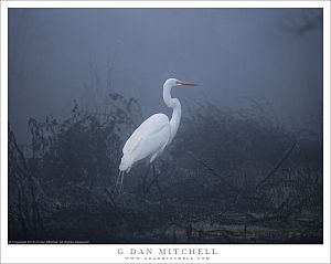 Egret, Blue Hour Fog