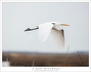 Great Egret, Airborne