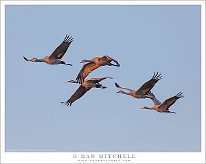 Five Cranes, Sunrise Light