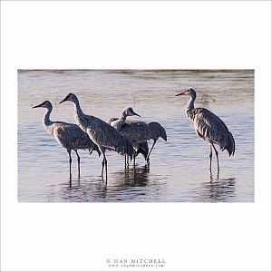 Sandhill Cranes, Wetland Pond