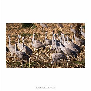 Flock of Cranes