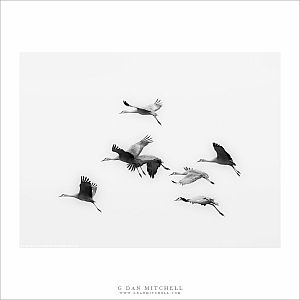 Flock of Cranes in Flight