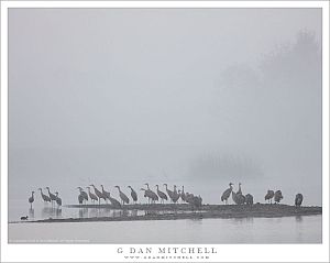 Sandhill Cranes, Island, Fog