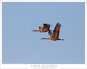 Two Sandhill Cranes in Dawn Flight