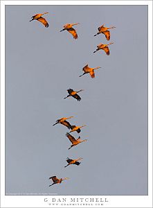 Sandhill Cranes, Morning Light