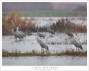 Cranes in Rain