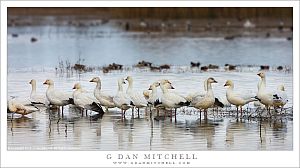 Snow Geese, Pond
