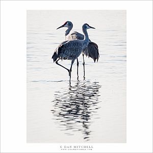 Two Cranes, Reflection
