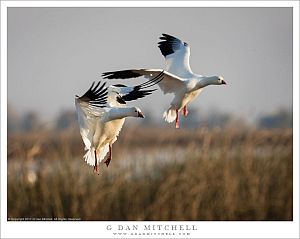 Two Geese Landing