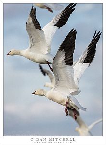 Geese Take Flight