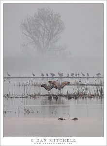 Dancing Cranes, Fog