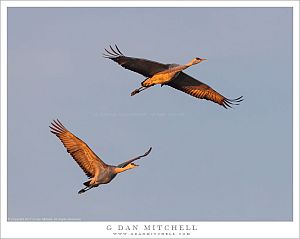 Sandhill Cranes in Flight, Dawn