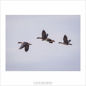 White-Fronted Geese