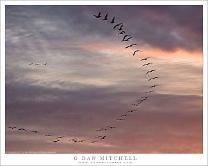 White Pelicans, Evening Sky