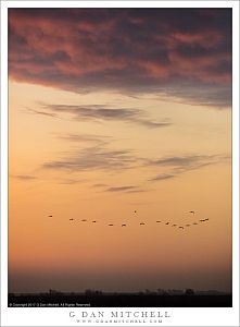 White Pelicans, Winter Sky